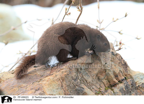 Vancouver Island marmot / FF-06823