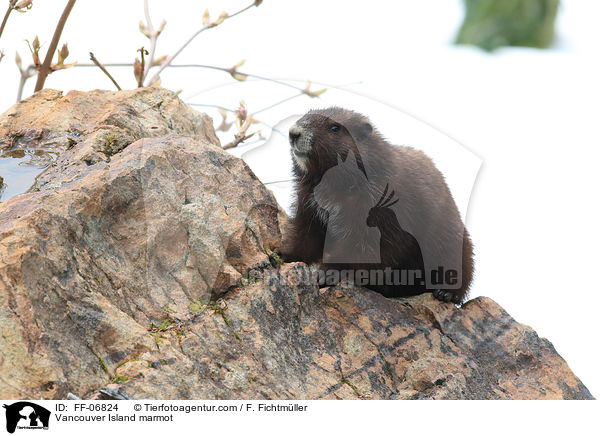 Vancouver Island marmot / FF-06824