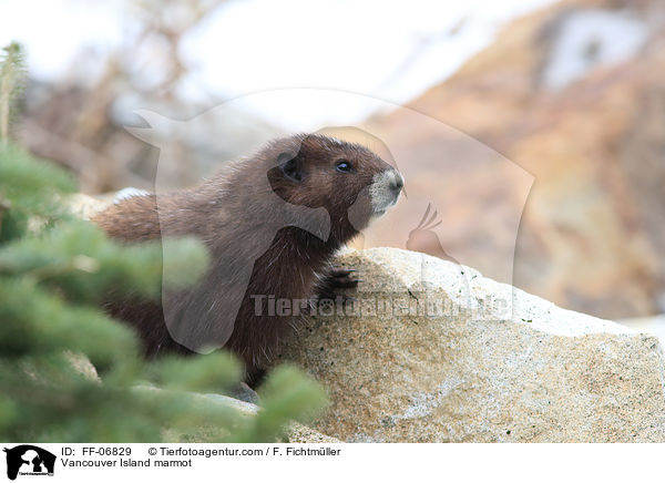 Vancouver-Murmeltier / Vancouver Island marmot / FF-06829