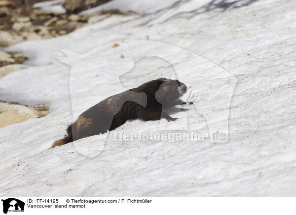 Vancouver-Murmeltier / Vancouver Island marmot / FF-14195