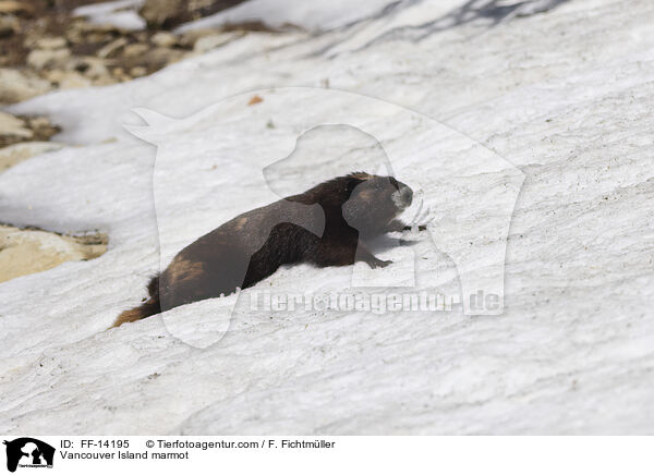 Vancouver Island marmot / FF-14195