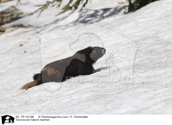 Vancouver-Murmeltier / Vancouver Island marmot / FF-14196