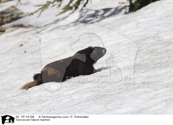 Vancouver Island marmot / FF-14196
