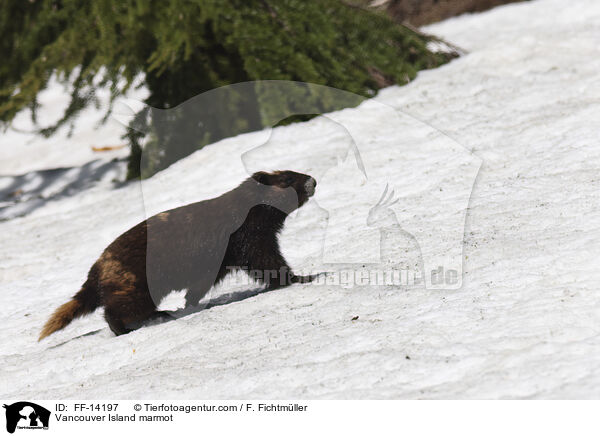 Vancouver-Murmeltier / Vancouver Island marmot / FF-14197
