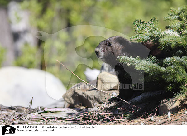 Vancouver-Murmeltier / Vancouver Island marmot / FF-14200