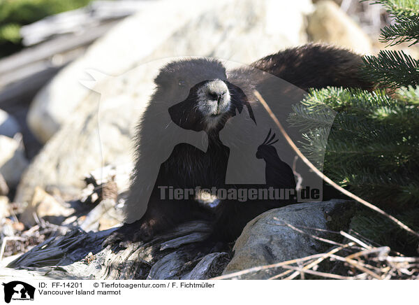 Vancouver-Murmeltier / Vancouver Island marmot / FF-14201