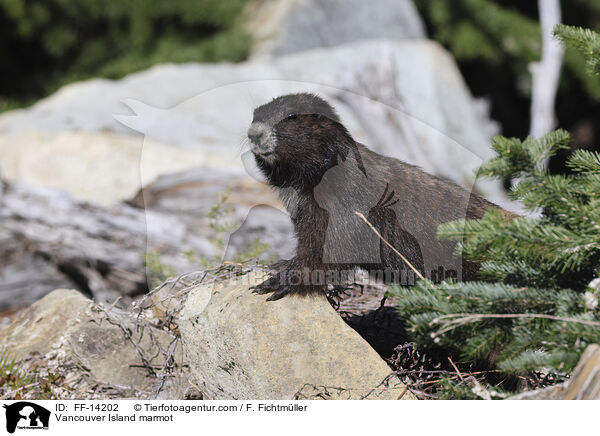 Vancouver-Murmeltier / Vancouver Island marmot / FF-14202