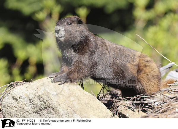 Vancouver-Murmeltier / Vancouver Island marmot / FF-14203