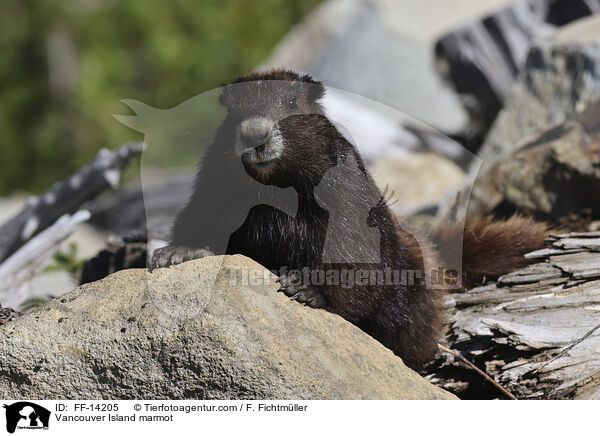 Vancouver-Murmeltier / Vancouver Island marmot / FF-14205