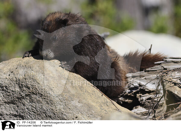 Vancouver-Murmeltier / Vancouver Island marmot / FF-14206