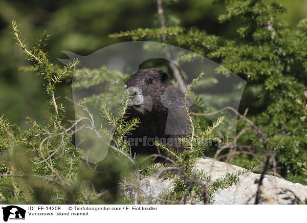 Vancouver-Murmeltier / Vancouver Island marmot / FF-14208