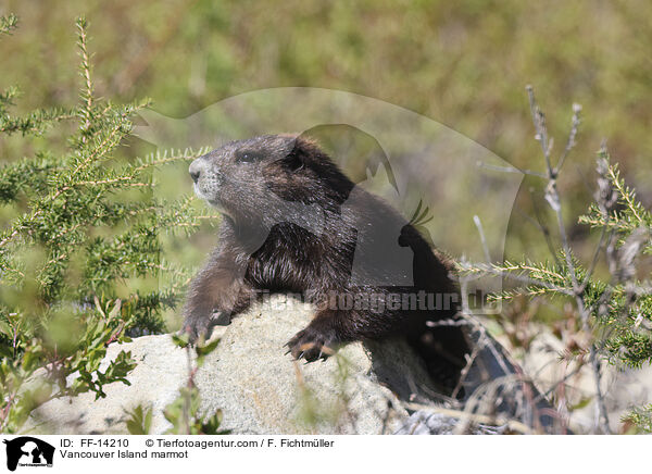 Vancouver-Murmeltier / Vancouver Island marmot / FF-14210