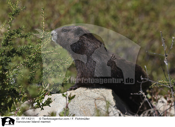 Vancouver-Murmeltier / Vancouver Island marmot / FF-14211