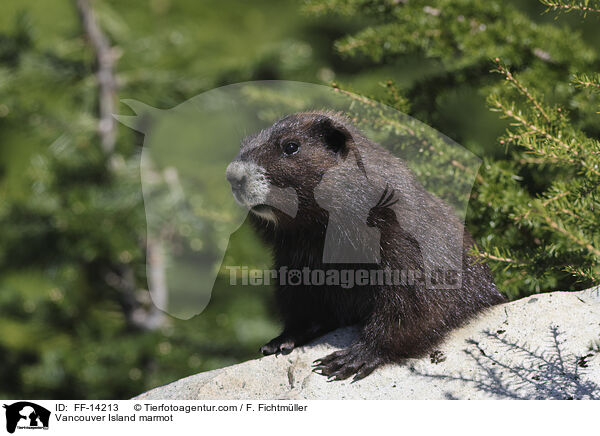 Vancouver-Murmeltier / Vancouver Island marmot / FF-14213