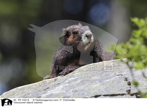 Vancouver-Murmeltier / Vancouver Island marmot / FF-14214