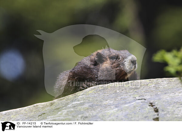 Vancouver-Murmeltier / Vancouver Island marmot / FF-14215