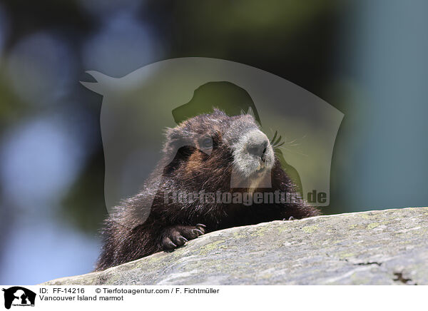 Vancouver-Murmeltier / Vancouver Island marmot / FF-14216