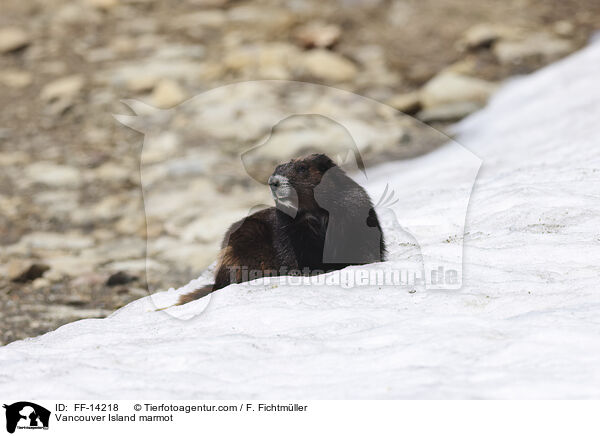 Vancouver-Murmeltier / Vancouver Island marmot / FF-14218