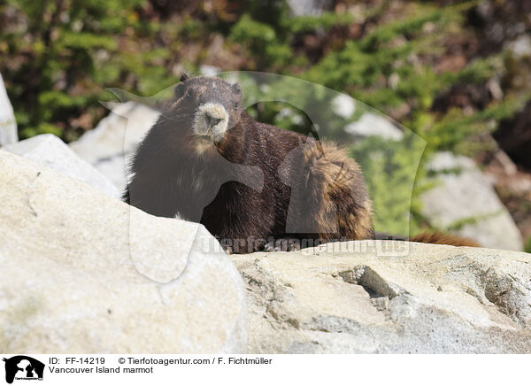 Vancouver-Murmeltier / Vancouver Island marmot / FF-14219