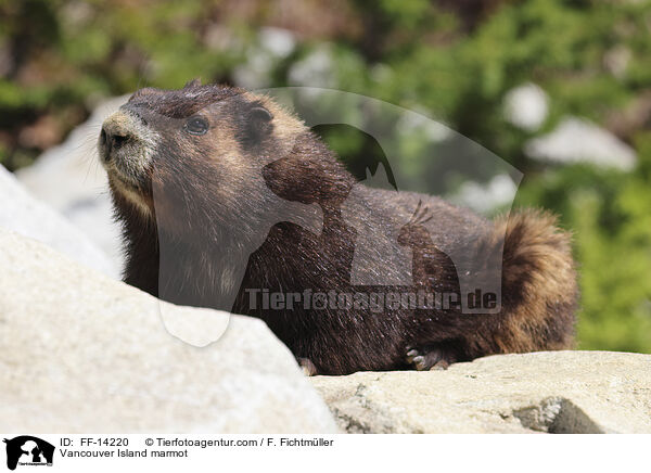 Vancouver-Murmeltier / Vancouver Island marmot / FF-14220