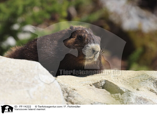 Vancouver Island marmot / FF-14222