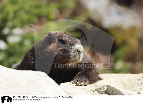 Vancouver-Murmeltier / Vancouver Island marmot / FF-14224
