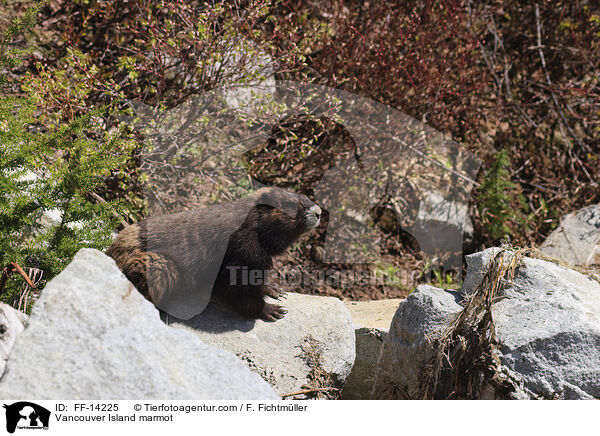 Vancouver-Murmeltier / Vancouver Island marmot / FF-14225