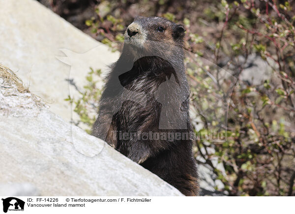 Vancouver-Murmeltier / Vancouver Island marmot / FF-14226