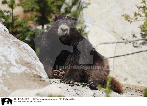 Vancouver-Murmeltier / Vancouver Island marmot / FF-14227