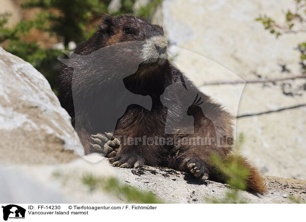 Vancouver-Murmeltier / Vancouver Island marmot / FF-14230