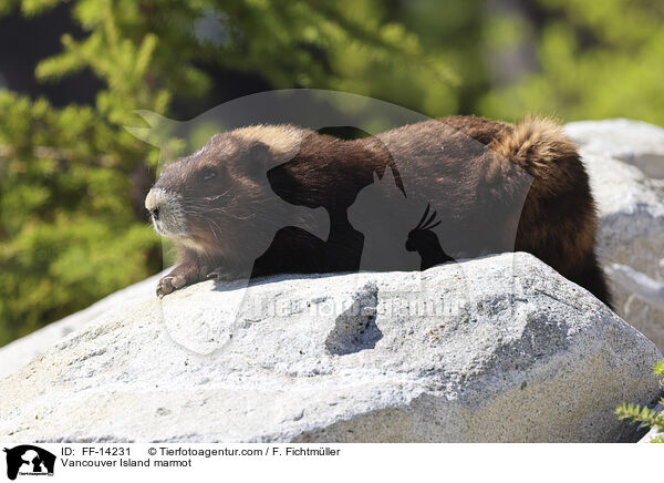 Vancouver Island marmot / FF-14231