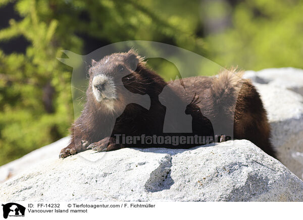 Vancouver-Murmeltier / Vancouver Island marmot / FF-14232