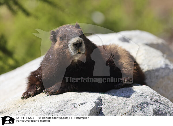 Vancouver-Murmeltier / Vancouver Island marmot / FF-14233