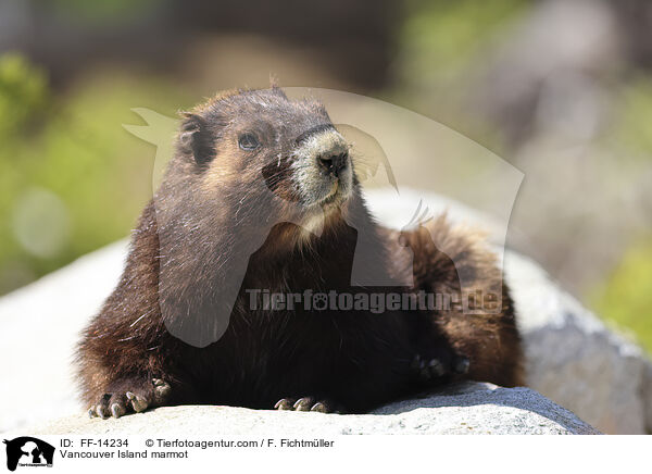 Vancouver-Murmeltier / Vancouver Island marmot / FF-14234