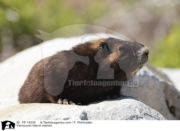 Vancouver-Murmeltier / Vancouver Island marmot / FF-14235