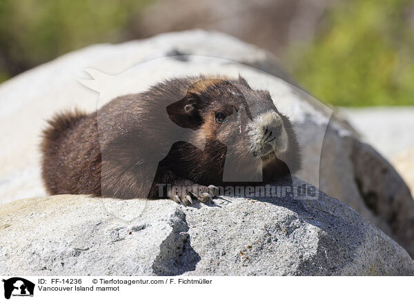 Vancouver-Murmeltier / Vancouver Island marmot / FF-14236