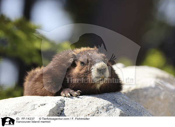 Vancouver-Murmeltier / Vancouver Island marmot / FF-14237
