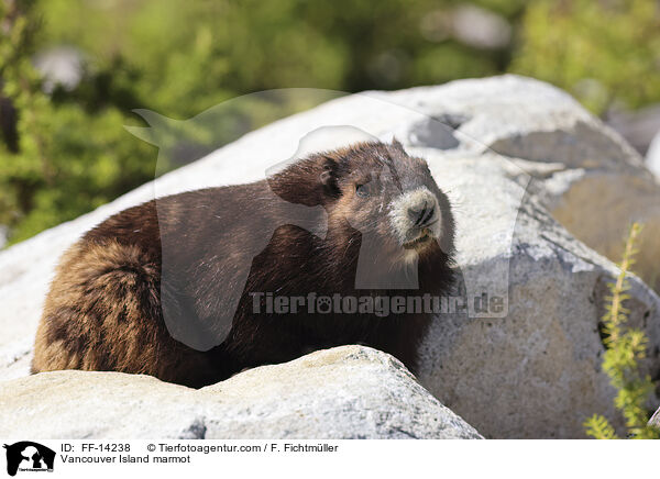 Vancouver-Murmeltier / Vancouver Island marmot / FF-14238