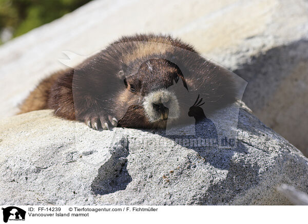 Vancouver Island marmot / FF-14239