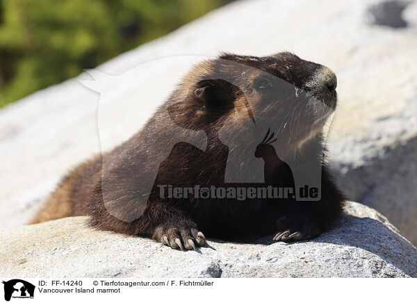 Vancouver-Murmeltier / Vancouver Island marmot / FF-14240