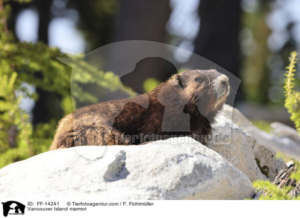 Vancouver Island marmot / FF-14241