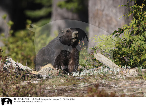 Vancouver-Murmeltier / Vancouver Island marmot / FF-14243