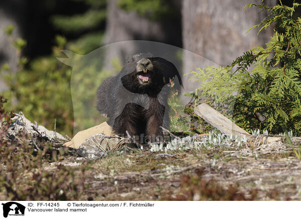 Vancouver-Murmeltier / Vancouver Island marmot / FF-14245