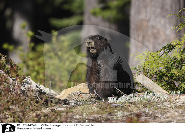 Vancouver-Murmeltier / Vancouver Island marmot / FF-14248