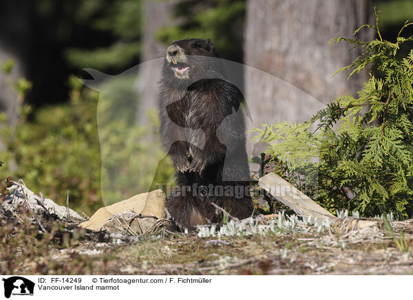 Vancouver Island marmot / FF-14249