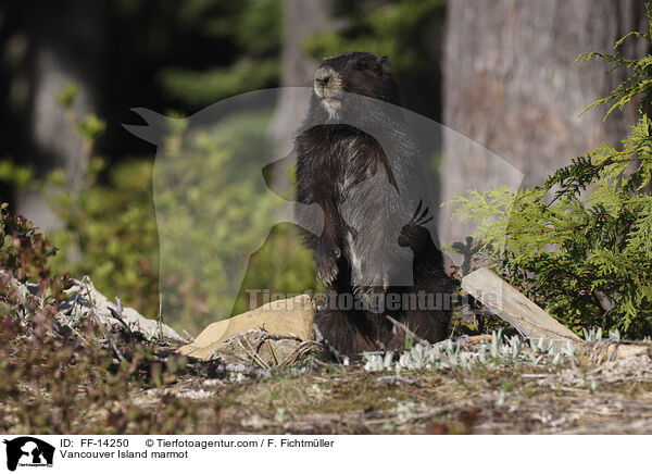 Vancouver Island marmot / FF-14250