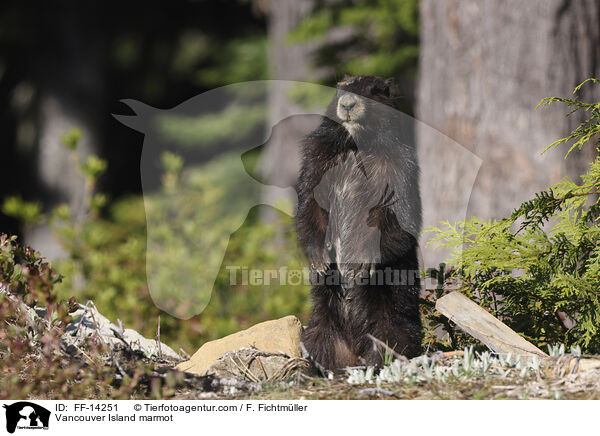 Vancouver Island marmot / FF-14251