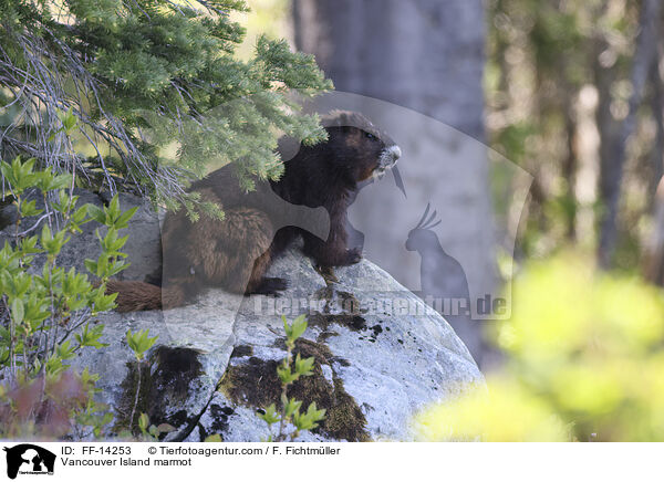 Vancouver-Murmeltier / Vancouver Island marmot / FF-14253