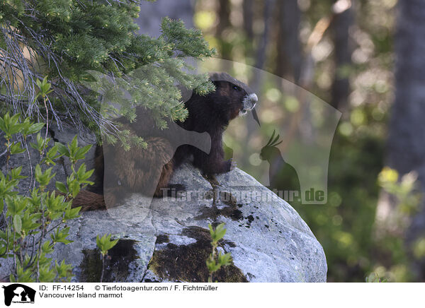 Vancouver-Murmeltier / Vancouver Island marmot / FF-14254