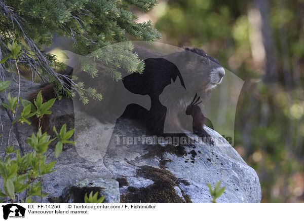 Vancouver Island marmot / FF-14256